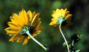 western sunflower